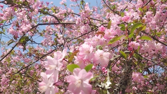 桜鎌倉
