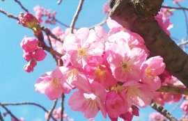横浜スタジアムの桜