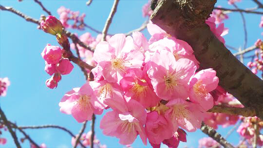 横浜スタジアムの桜