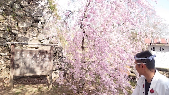 懐古園人力車と桜