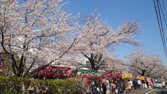 桜お花見の屋台